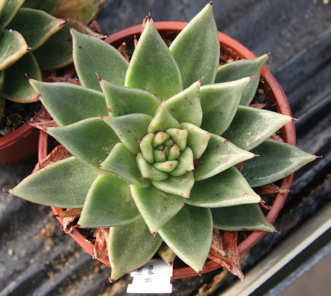 EcheveriaAgavoides.jpg