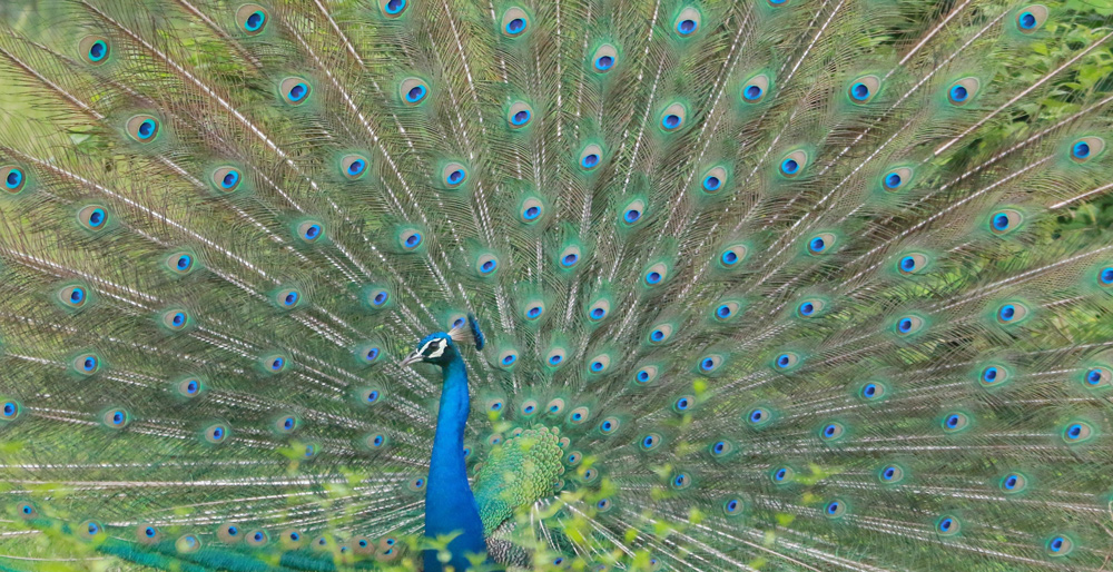 Indian_peafowl_(Pavo_cristatus)_peafowl_dance.jpg