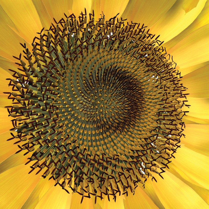 Sunflower.jpg